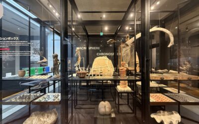 The University Museum, The University of Tokyo