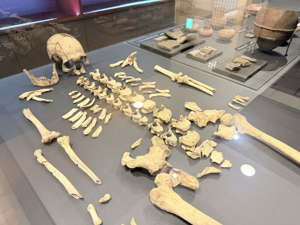 The University Museum, The University of Tokyo