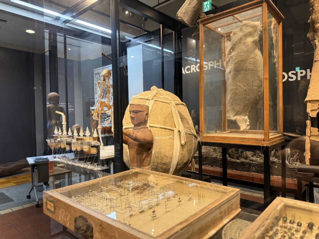 The University Museum, The University of Tokyo